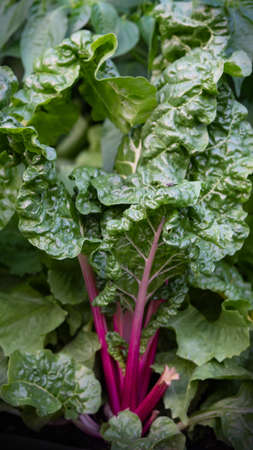 chard growing in vegetable patch