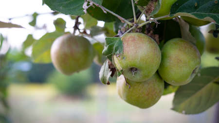 apples hanging on a branch