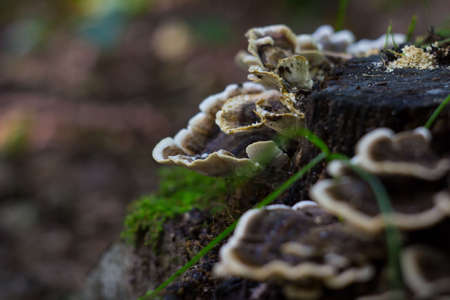 tree fungus mushroom in forestの写真素材