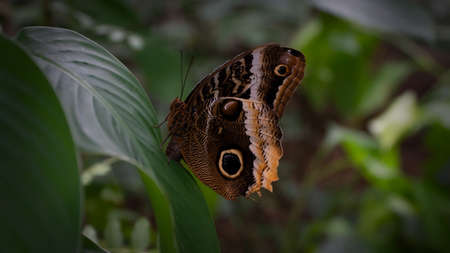 the emperor common morpho butterfly