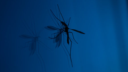 mosquito on a blue background