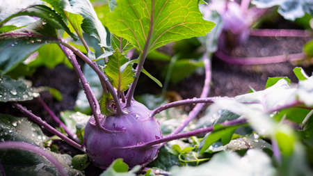 Kohlrabi in the vegetable patch with water dropsの写真素材