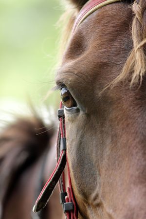 Close up of a pony's eyeの写真素材