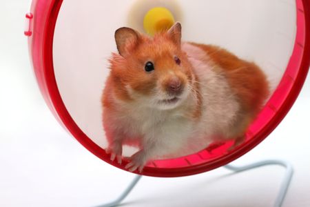 A Syrian hamster in an exercise wheel staring outの写真素材