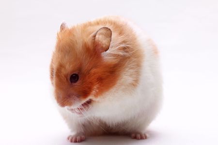 A standing female Syrian hamsterの写真素材