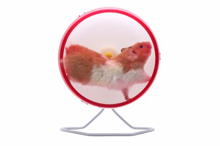 A Syrian hamster running in an exercise wheelの写真素材