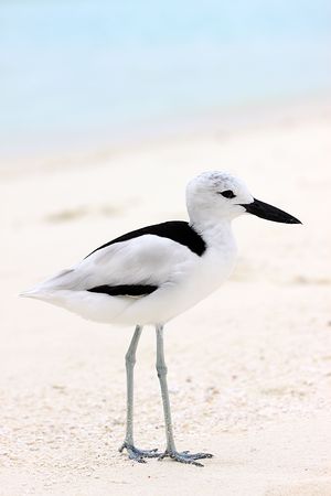 A Crab Plover (Dromas ardeola) on the beach at Rihiveli, Maldivesの写真素材