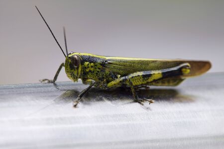 Close-up of a grasshopper on a stainless steel railの写真素材