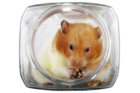A Syrian hamster eating in a transparent glass jarの写真素材