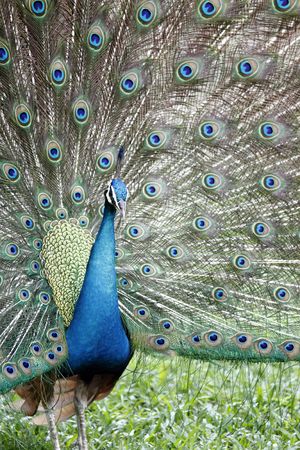A male Indian Blue Peacock (Pavo cristatus) showing off its plumageの写真素材
