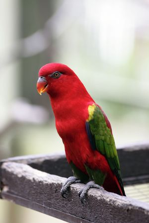 An Australian King Parrot (Alisterus scapularis) at a bird parkの写真素材