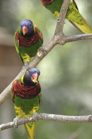 A pair of Green-naped Lorikeets (Trichoglossus haematodus) perched on some tree branchesの写真素材