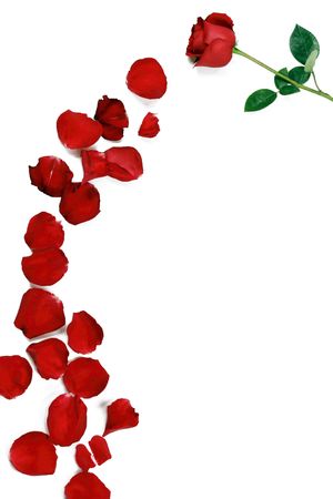A rose flower accompanied by many rose petalsの写真素材