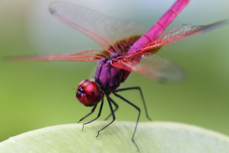 A dragonfly perched on the leaf of a plant