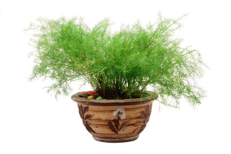 A pot plant isolated in white backgroundの写真素材