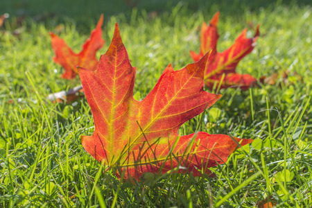 Sunlight brings fallen red-yellow Maple leaf to life.