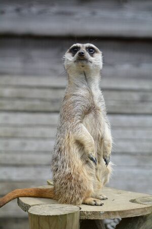Nice picture of a meerkat