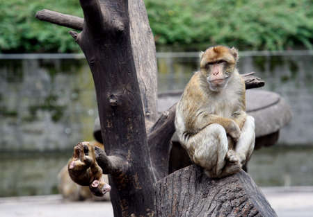 Baboon and  in Treeの写真素材