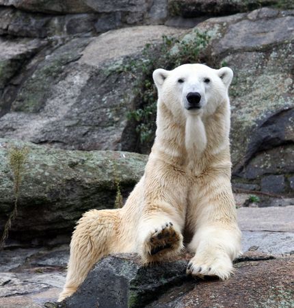 Portrait of a Polar Bear seen here in a full body portraitの写真素材