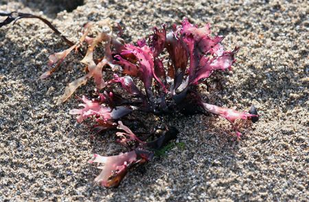 Some red seaweed clinging to a rock at low tide.の写真素材
