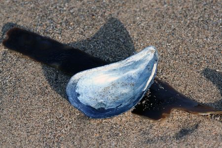 A portrait of a muscle shell and some seaweed on the beach.の写真素材