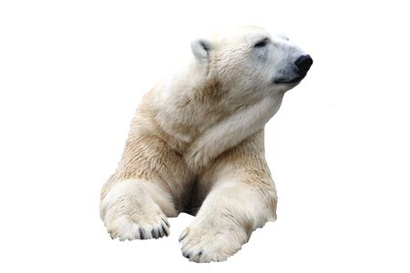 Single Polar Bear isolated on white background.の写真素材