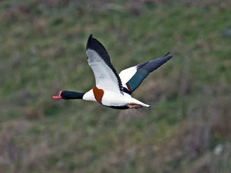 Single Shelduck in flight viewed from side with nature background.