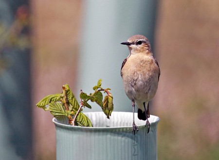 Single Wheatear bird perched on plant pot outdoors.の写真素材