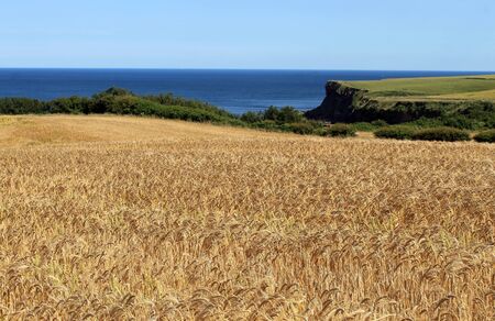 Scenic view of golden corn field in countryside with blue sea in background.