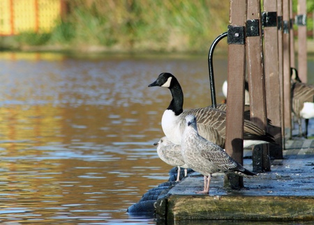 Swan and seagulls on pier by side of lakeの写真素材