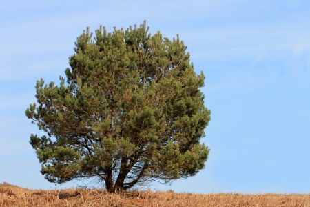 Lone tree in countryside with blue sky background.の写真素材