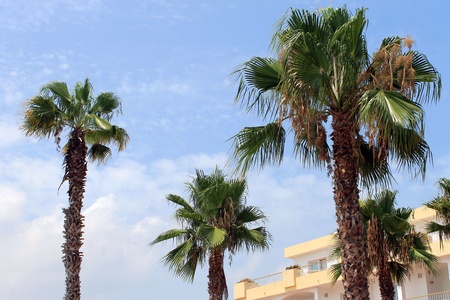 Tropical palm trees and hotel in tourist resort, Spainの写真素材