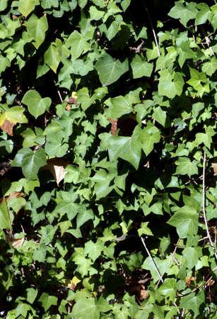 Scenic view of green ivy background.