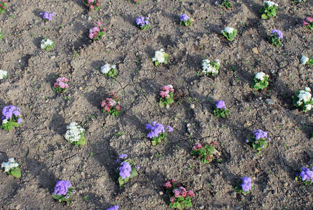 Overhead view of bedding plants in a flower bed.の写真素材