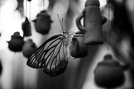 butterfly with hanging mobileの写真素材