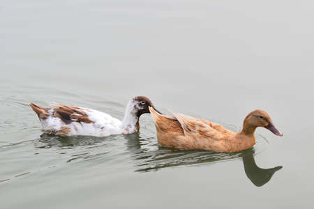 ducks swim in the poolの写真素材