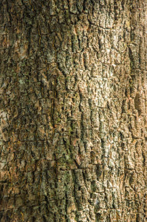 old wood texture
