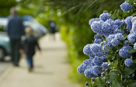 Flowers with a shallow depth of field father and son walking in the background
