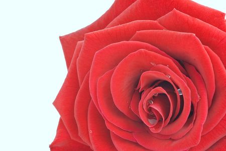 Close up of a beautiful red roseの写真素材