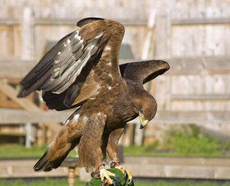 A captive eagle flexing its wings