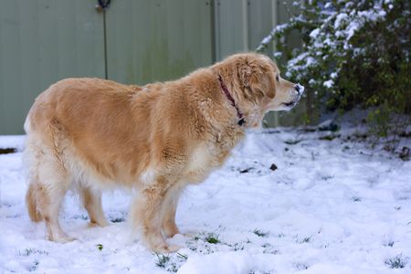 A Golden Retriever standing in the snowの写真素材