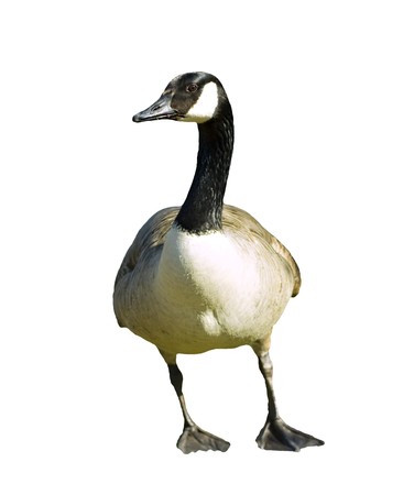 Canadian Goose isolated on whiteの写真素材