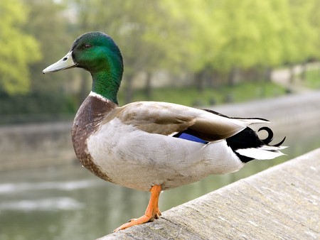 Common male mallard duck standing on a wallの写真素材