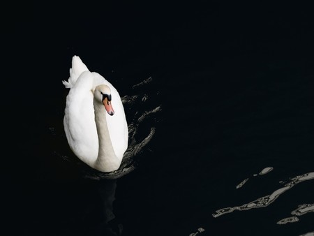 single white swan swimming in the riverの写真素材