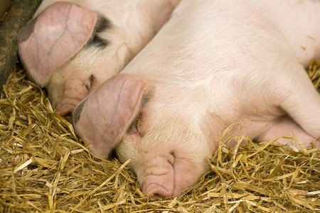 Two pigs sleeping in a straw filled enclosureの写真素材