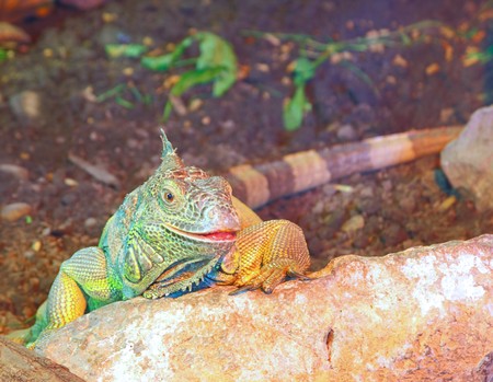 Captive iguana sitting on a rockの写真素材