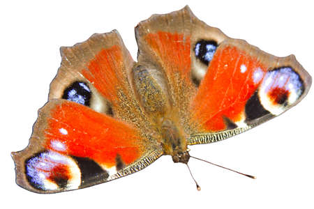 A Peacock Butterfly showing its distinctive eyespotsの写真素材