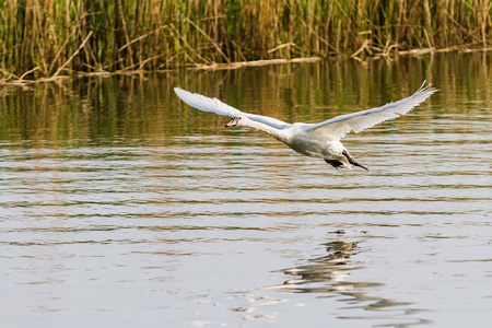 One swan flying over the riverの写真素材
