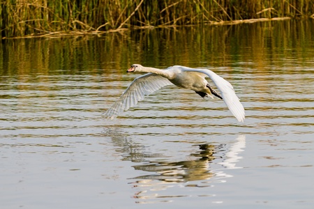 One swan flying over the riverの写真素材
