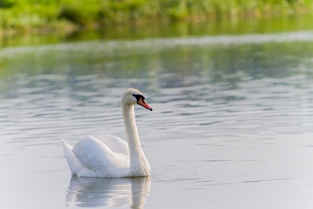 One swan swimming on a riverの写真素材